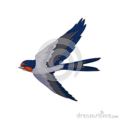 Swallow bird flying, bird with red plumage around the beak and dark blue wings vector Illustration on a white background Vector Illustration