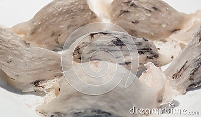 Swallow Bird Nest Stock Photo