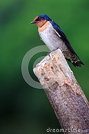 Swallow bird sitting on a branch Stock Photo