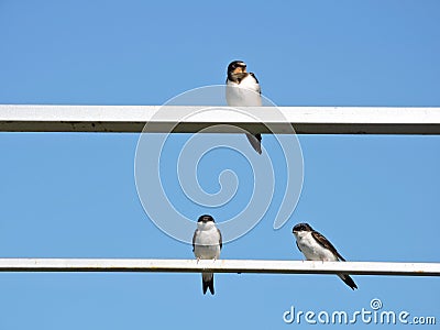 Swallow birds Stock Photo