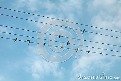 Swallow birds on power lines Stock Photo