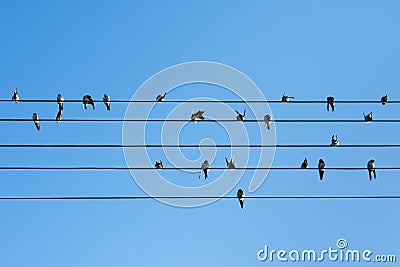 Swallow birds sitting on wires Stock Photo