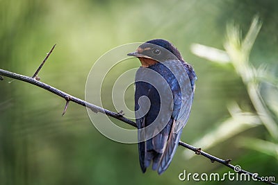 Swallow bird on a branch Stock Photo