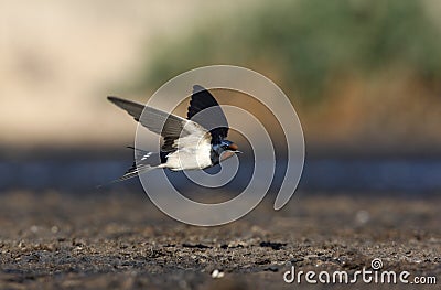 Swallow, Hirundo rustica Stock Photo