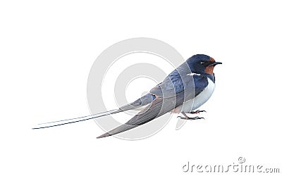 Swallow Stock Photo