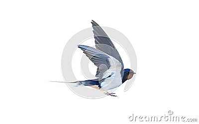 Swallow Stock Photo