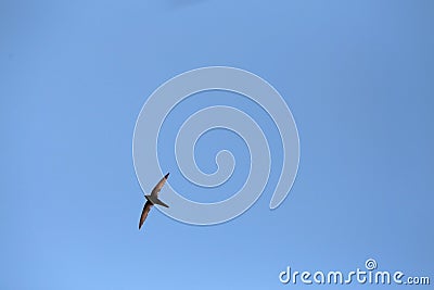 Swallow inflight over mallorca sky during early summer season Stock Photo