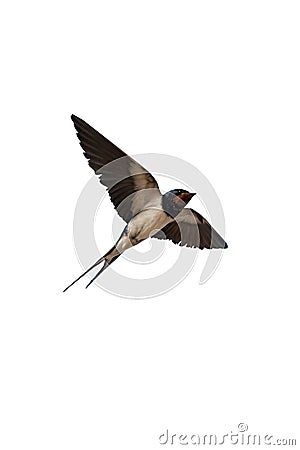 Swallow isolated on white Stock Photo