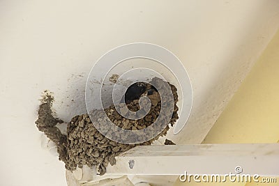 The swallow made a nest on the house. Stock Photo