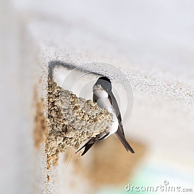 Swallow that makes the nest Stock Photo