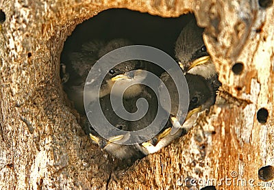 Swallow Nest Stock Photo