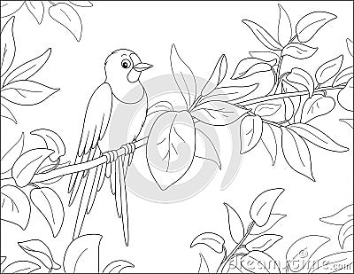 Swallow perched on a branch Vector Illustration