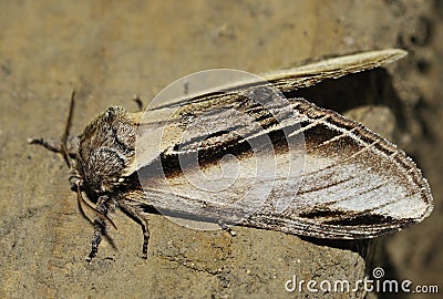 Swallow Prominent Moth Stock Photo