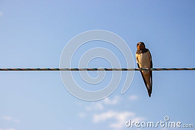 Swallow on the rope. Single bird on wire against blue sky. Small wild bird. Cute swallow on cable. Tranquil scene of wild life. Stock Photo
