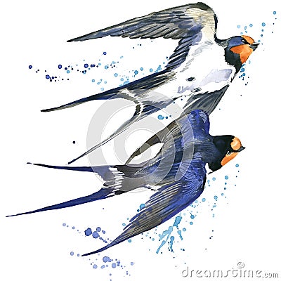 Swallow. Swallow watercolor illustration. Cartoon Illustration