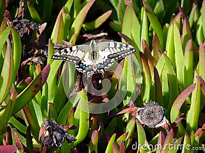 Swallow Tail Butterfly Stock Photo