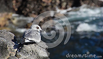 Swallow-tailed Gull Stock Photo