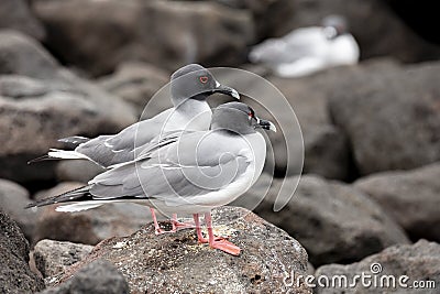 Swallow-tailed Gull in Galapagos Islands Stock Photo