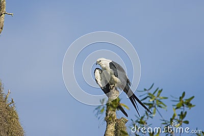 Swallow-tailed Kite preening Stock Photo