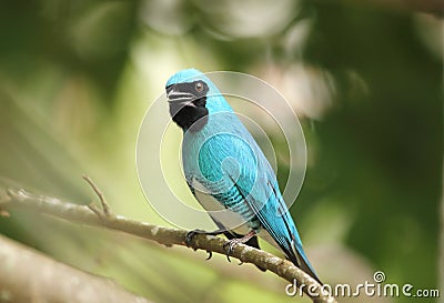 Swallow Tanager neotropical bird perched Stock Photo