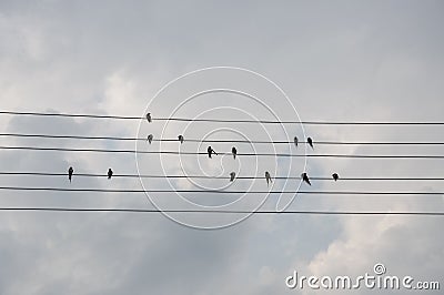 The swallows birds are sitting on the electric wires on the background with bright blue sky Stock Photo