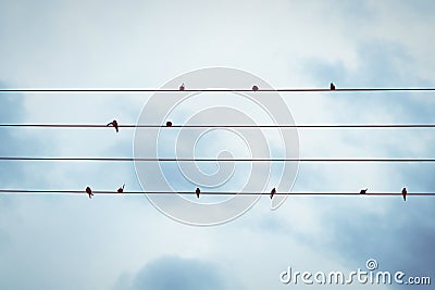 Swallows on a cable. looks like music notes Stock Photo