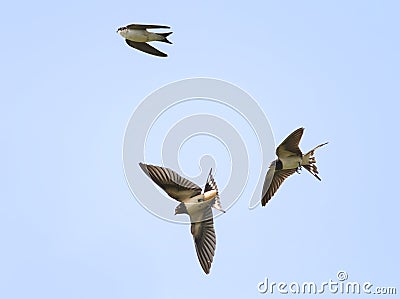 Swallows fly high in the sky widely spread its wings Stock Photo