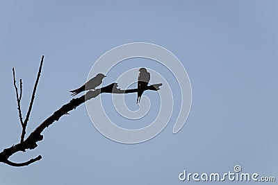 Swallows Hirundinidae silhouette Stock Photo