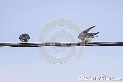 Swallows hirundinidae, on a wire Stock Photo