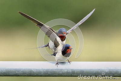 Swallows, Scientific name: Hirundinidae Stock Photo