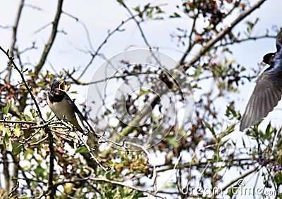 Swallows, Scientific name: Hirundinidae Editorial Stock Photo