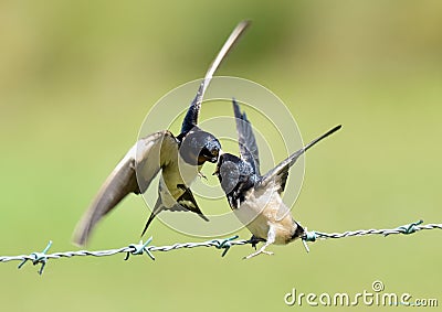 Swallows, Scientific name: Hirundinidae Stock Photo