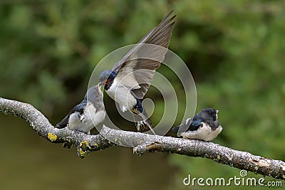 Swallows, Scientific name: Hirundinidae Stock Photo