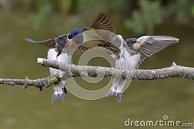 Swallows, Scientific name: Hirundinidae Stock Photo