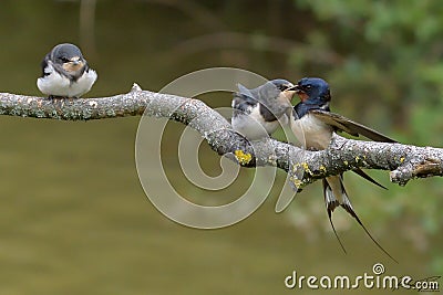 Swallows, Scientific name: Hirundinidae Stock Photo