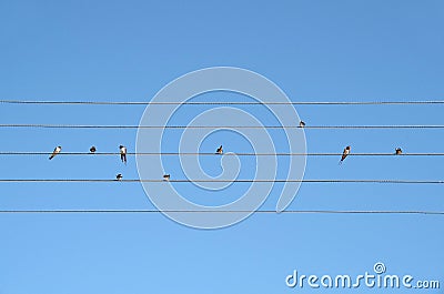 Swallows sit on wires like music notes Stock Photo