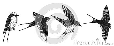 Swallows vector by hand drawing Vector Illustration