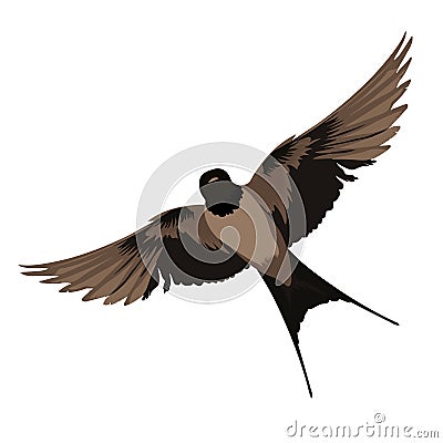 Swallows vector stock illustration. A bird in flight. Vector Illustration