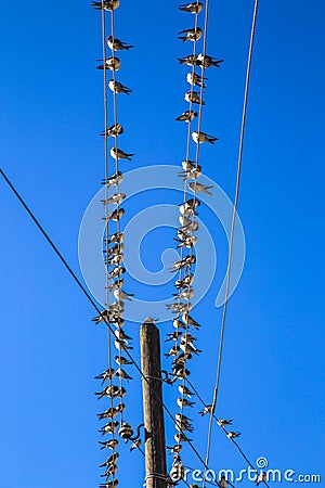 Swallows on a wire Stock Photo