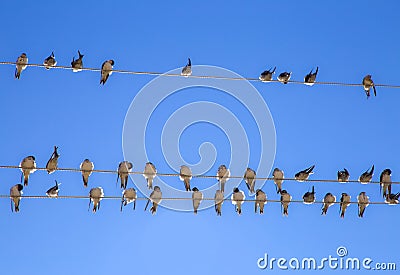 Swallows on a wire Stock Photo