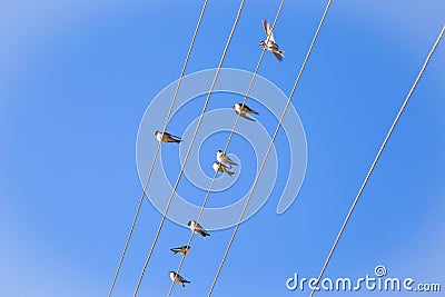 Swallows on a wire Stock Photo