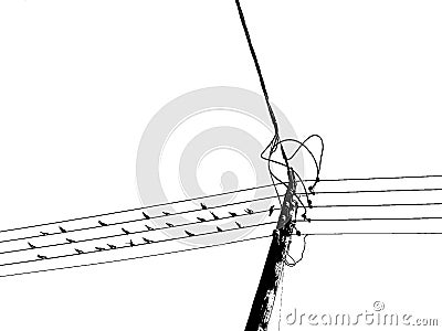 Swallows on wires and odd one Stock Photo
