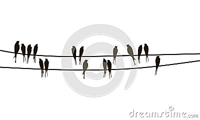 Swallows on wires Vector Illustration