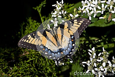 Swallowtail Butterfly Stock Photo