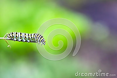 Swallowtail Butterfly caterpillar Stock Photo