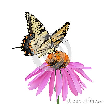 Swallowtail Butterfly and Coneflower Vector Illustration