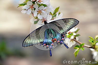 Swallowtail butterfly on the flowering branch of cherry in spring Stock Photo