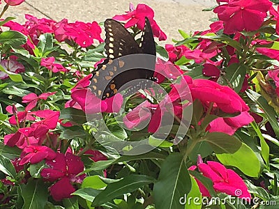 Swallowtail butterfly on hot pink flowers Stock Photo