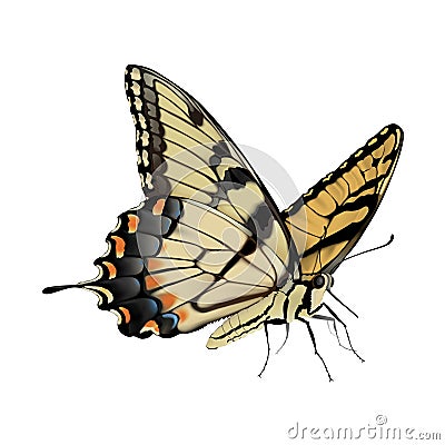 Swallowtail Butterfly - Papilio glaucus Vector Illustration