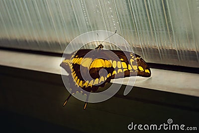 Swallowtail butterfly - Papilio thoas Stock Photo